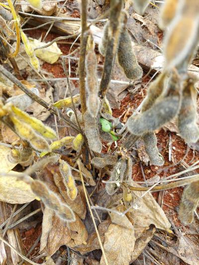 Cantu - Excesso de chuvas faz soja germinar, grÃ£os arderem e plantas abortarem vagens